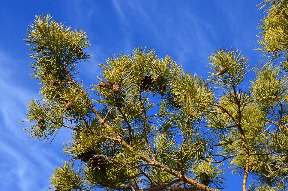 Tree nature branch plant