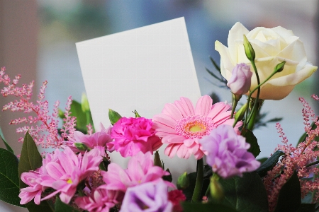 Blossom plant flower petal Photo