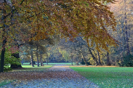 Landscape tree nature forest Photo