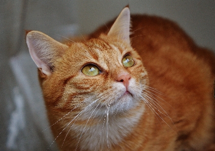 Foto Doce animal bonitinho bicho de estimação