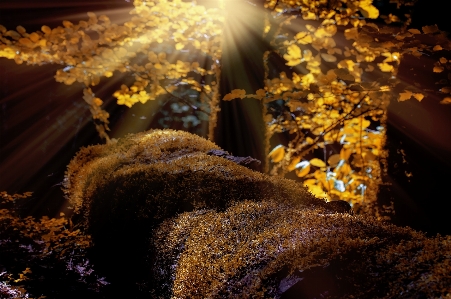 風景 木 自然 森 写真