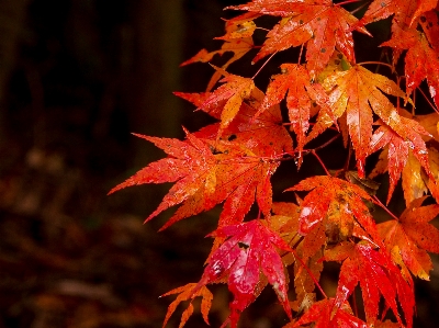 Tree branch plant leaf Photo