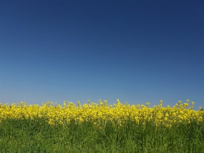 Grass horizon blossom plant Photo