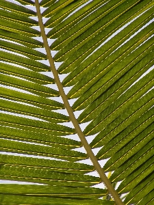 木 草 ブランチ 植物 写真