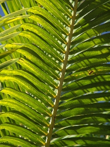 Tree branch plant palm Photo