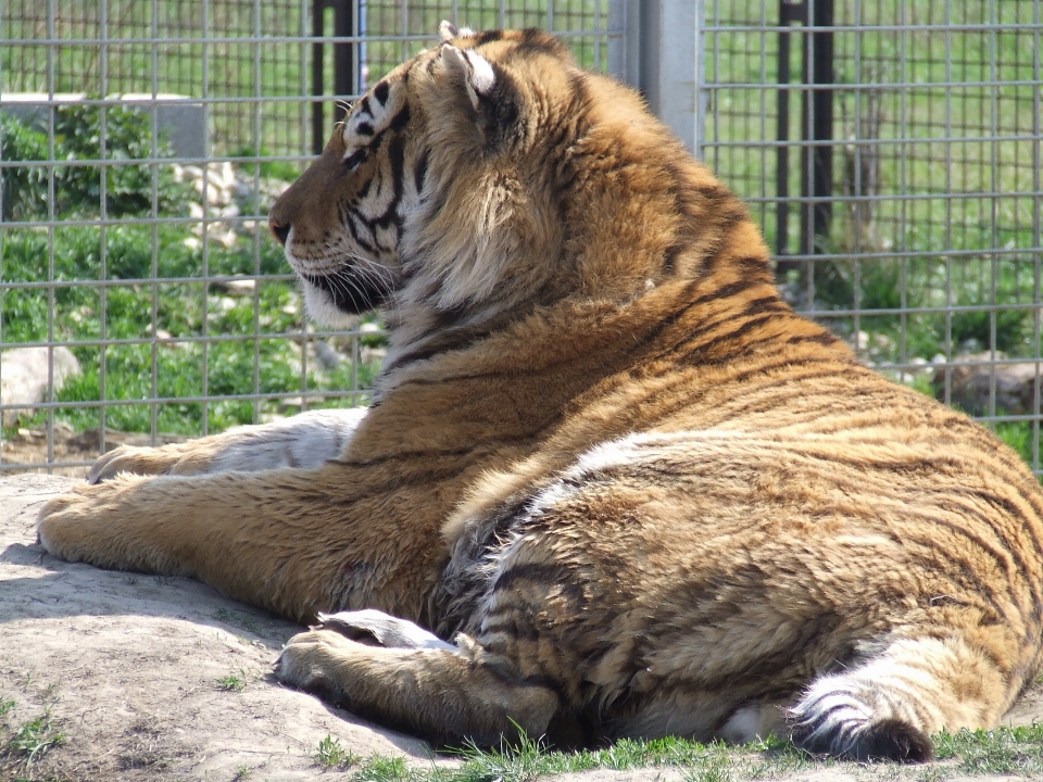 Tier tierwelt zoo säugetier