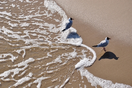 Beach water sand bird Photo