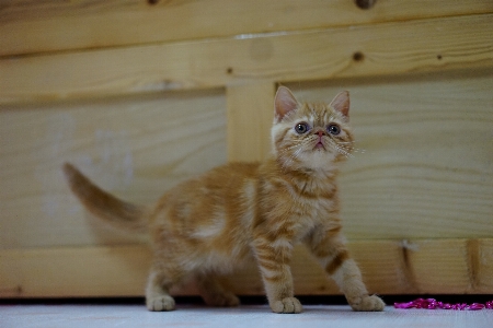 Foto Bonitinho bicho de estimação laranja gatinho