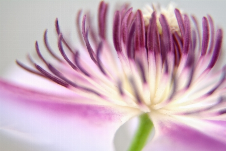 Blossom plant sun white Photo