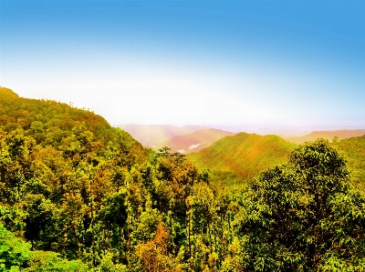 Landschaft baum natur wald Foto