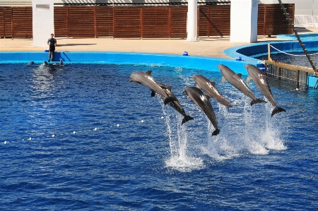 Jump show mammal aquarium Photo