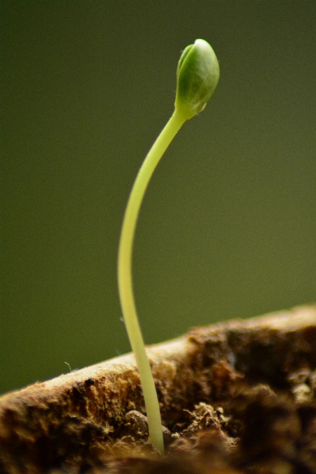 Nature growth plant leaf