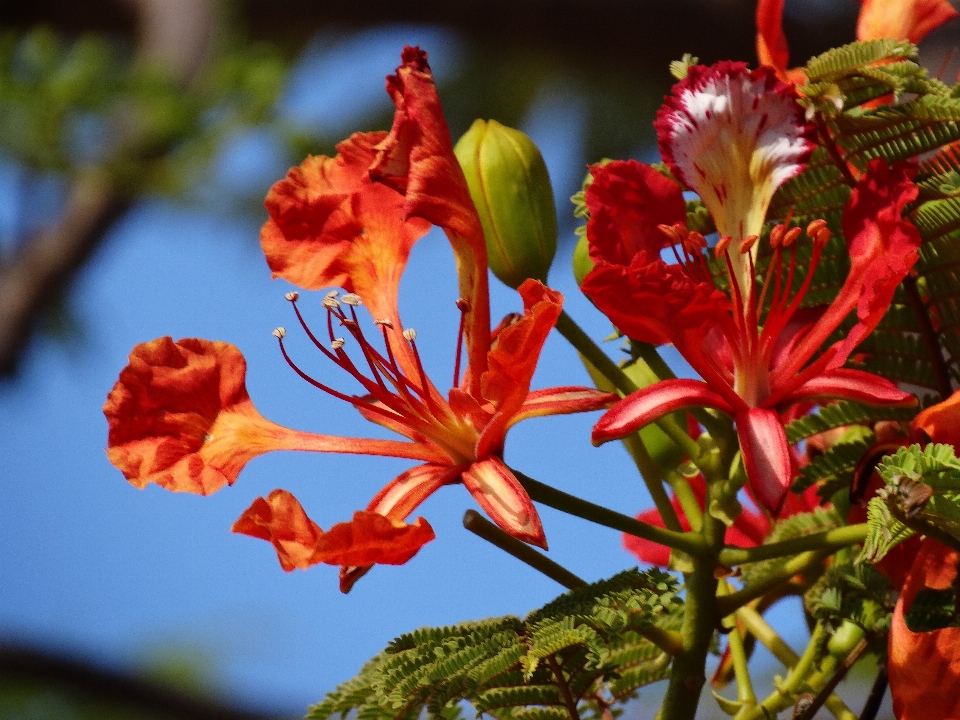 árbol naturaleza florecer planta