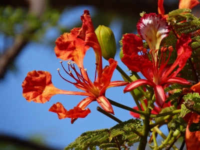 Tree nature blossom plant Photo