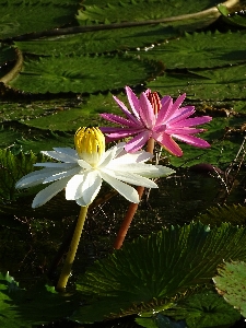 Foto Naturaleza florecer planta blanco