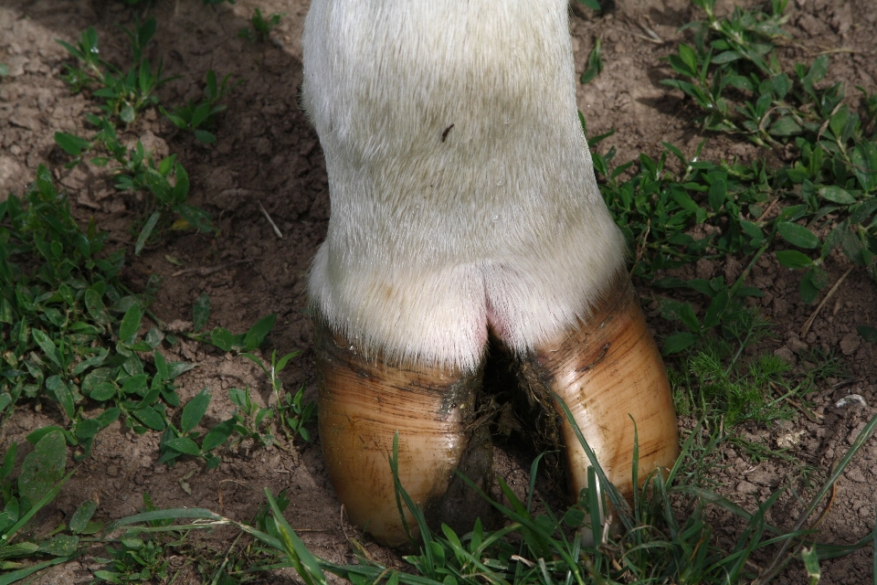 Grass animal wildlife horn