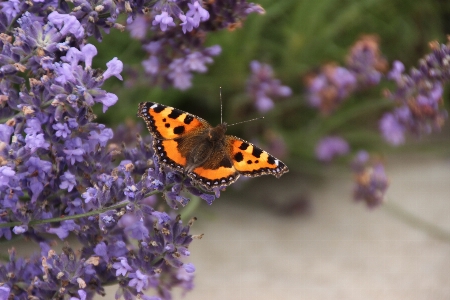 Foto Natura pianta fiore insetto