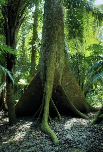 Tree nature forest branch Photo