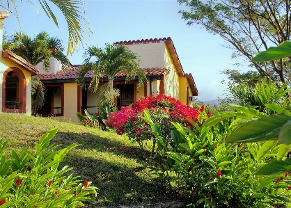 Villa 家 花 密林 写真