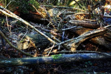 Foto Pohon alam hutan rawa