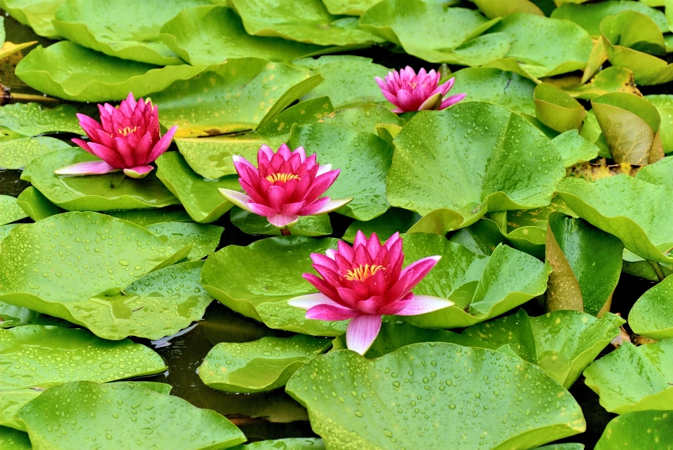 自然 植物 葉 花