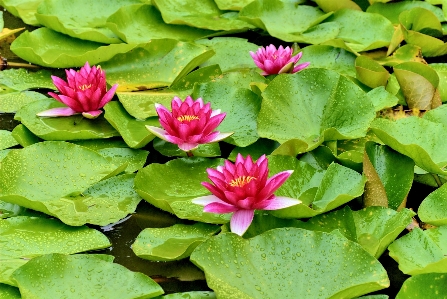 Nature plant leaf flower Photo