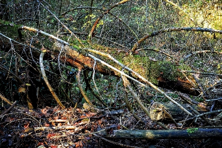 Foto Pohon alam hutan rawa