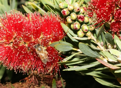 木 自然 花 羽 写真