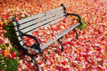 Nature plant bench leaf Photo