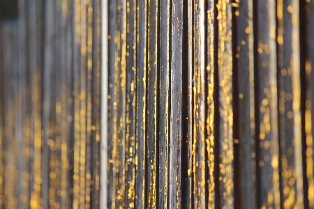 Branch light fence wood Photo