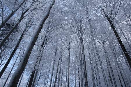 木 森 ブランチ 雪 写真