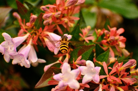 Nature outdoor blossom wing Photo