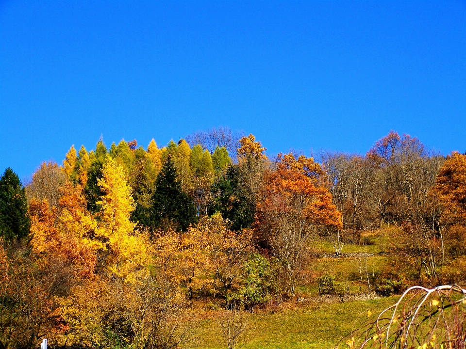 Paisaje árbol naturaleza bosque