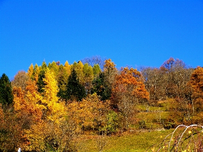 風景 木 自然 森 写真