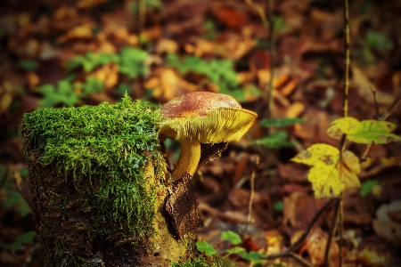 Tree nature forest plant Photo