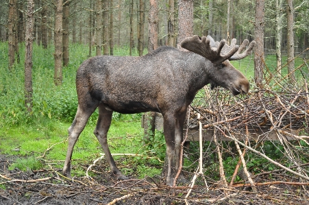 Forest wildlife fauna moose Photo