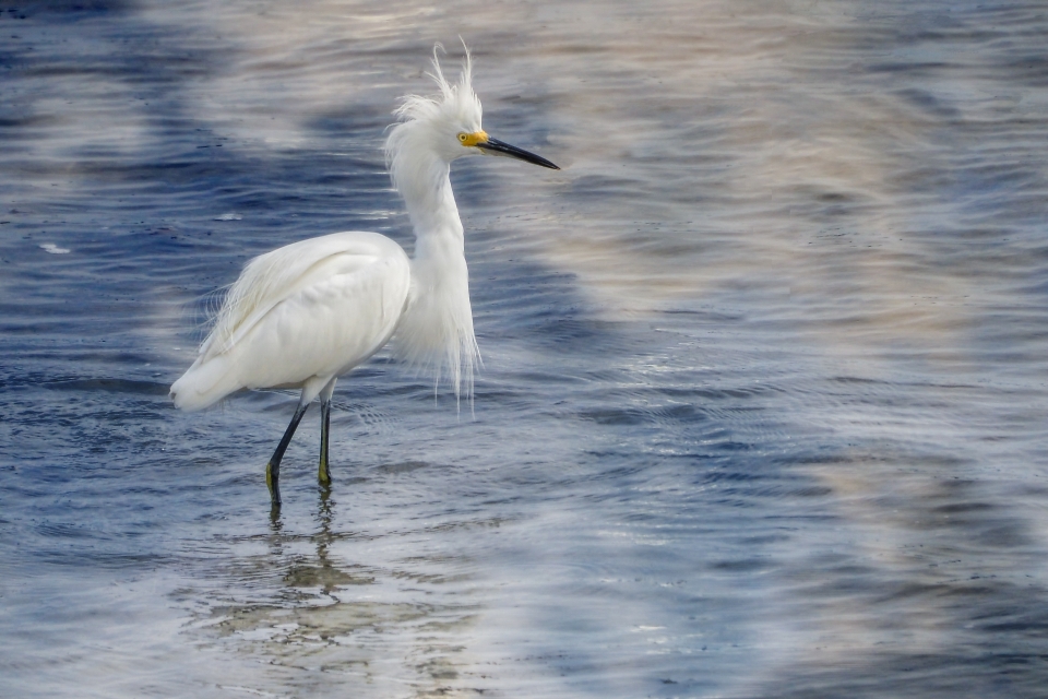 Water nature bird wing