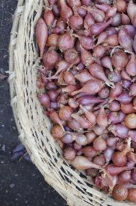 Foto Tanaman makanan menghasilkan sayur-mayur