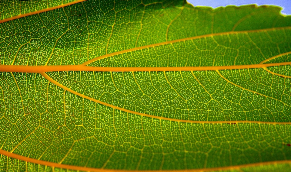 Naturaleza césped estructura planta