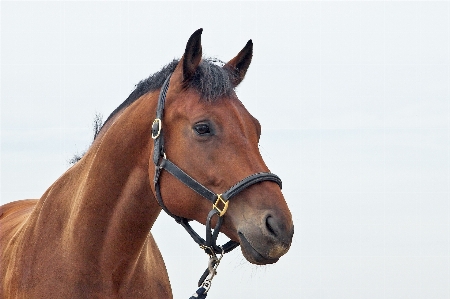 Horse rein mammal stallion Photo