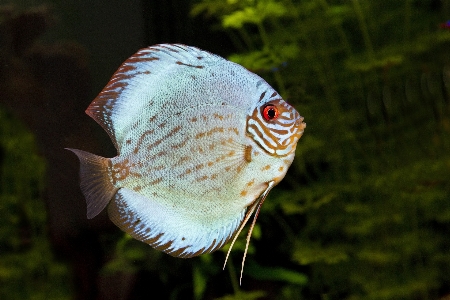 自然 花 野生動物 緑 写真