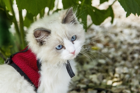 Photo Animal de compagnie chaton chat mammifère