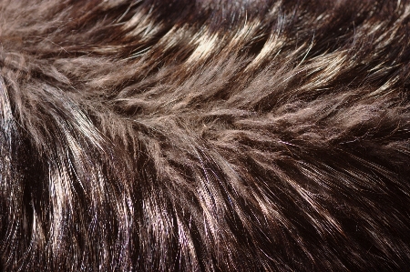 Wing fur brown mane Photo