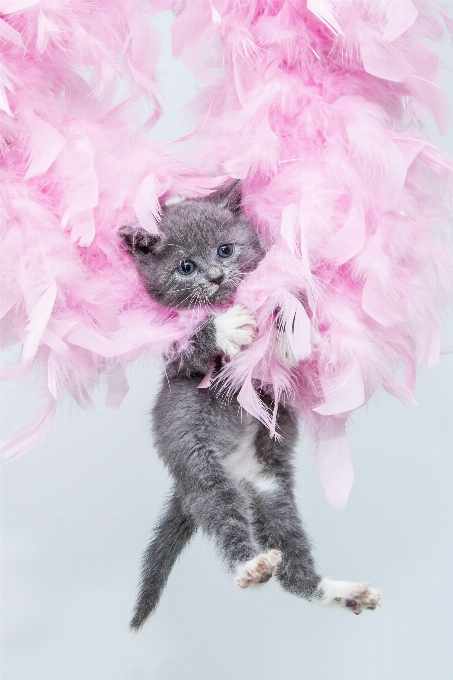 Kitten cat mammal pink