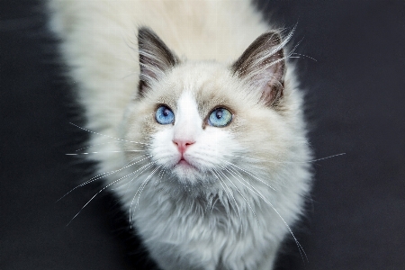 Photo Animal de compagnie chaton chat mammifère