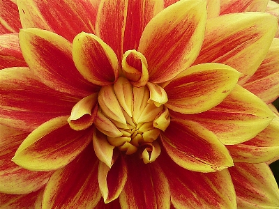 Foto Planta flor pétalo verano