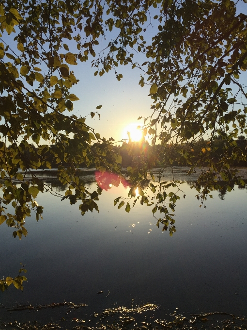 Paisaje árbol agua naturaleza