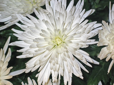 Foto Natureza plantar branco flor