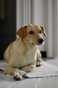 Foto Anak anjing satwa peliharaan