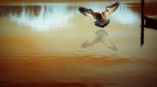 Nature bird wing light Photo